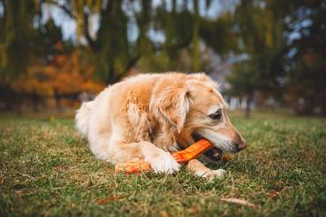 Ruffwear Gnawt-a-Stick Salamander Orange
